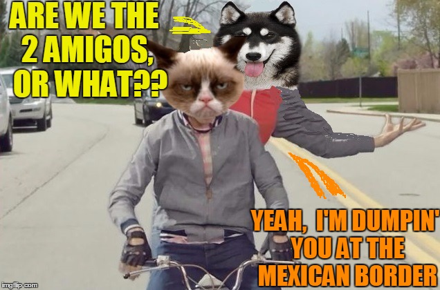 Grumpy Cat and Bad Pun Dog | ARE WE THE 2 AMIGOS,  OR WHAT?? YEAH,  I'M DUMPIN' YOU AT THE MEXICAN BORDER | image tagged in grumpy | made w/ Imgflip meme maker