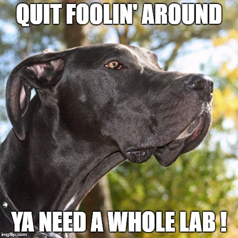 QUIT FOOLIN' AROUND YA NEED A WHOLE LAB ! | made w/ Imgflip meme maker