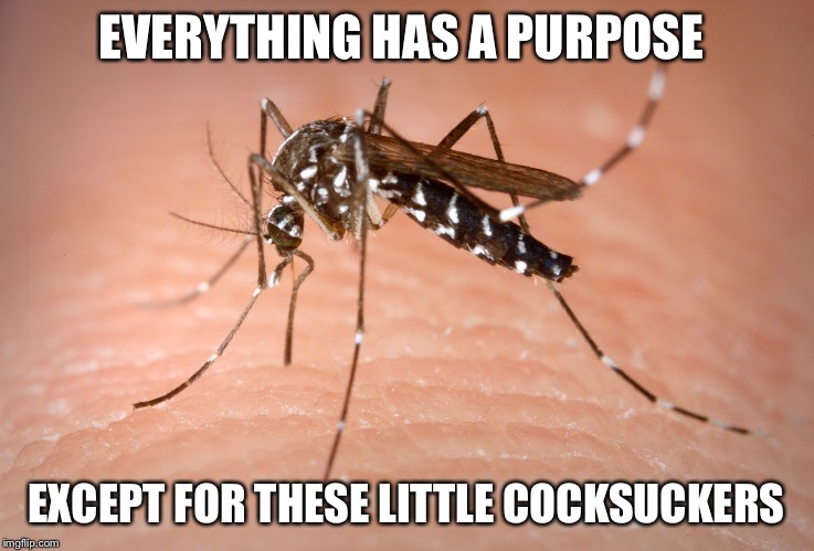 The purpose of mosquitoes | EVERYTHING HAS A PURPOSE; EXCEPT FOR THESE LITTLE COCKSUCKERS | image tagged in mosquito,cocksucker,funny,annoying,pests,vampire | made w/ Imgflip meme maker