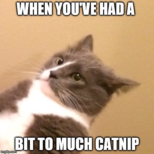 Kill Me Cat | WHEN YOU'VE HAD A; BIT TO MUCH CATNIP | image tagged in kill me cat | made w/ Imgflip meme maker