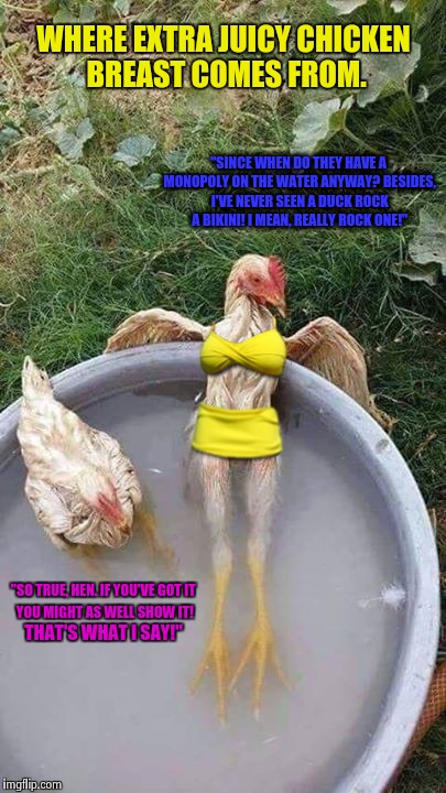 Kentucky Fried Divas | WHERE EXTRA JUICY CHICKEN BREAST COMES FROM. "SINCE WHEN DO THEY HAVE A MONOPOLY ON THE WATER ANYWAY? BESIDES, I'VE NEVER SEEN A DUCK ROCK A BIKINI! I MEAN, REALLY ROCK ONE!"; "SO TRUE, HEN. IF YOU'VE GOT IT; YOU MIGHT AS WELL SHOW IT! THAT'S WHAT I SAY!" | image tagged in chickens,hot chick,funny meme,memes,pool,bikini | made w/ Imgflip meme maker