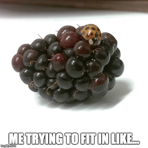 First day of school all over again... | ME TRYING TO FIT IN LIKE... | image tagged in memes,original meme,ladybug,miraculous ladybug,fruit ninja | made w/ Imgflip meme maker
