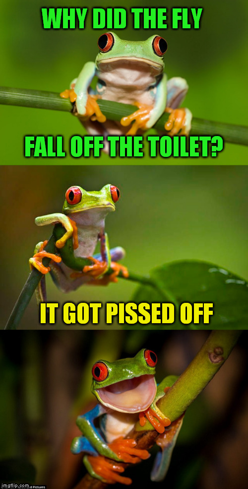 Frog Puns (My daughter insisted we do this one lol) | WHY DID THE FLY; FALL OFF THE TOILET? IT GOT PISSED OFF | image tagged in frog puns,flies,pissed off,jokes,laughs,toilet humor | made w/ Imgflip meme maker