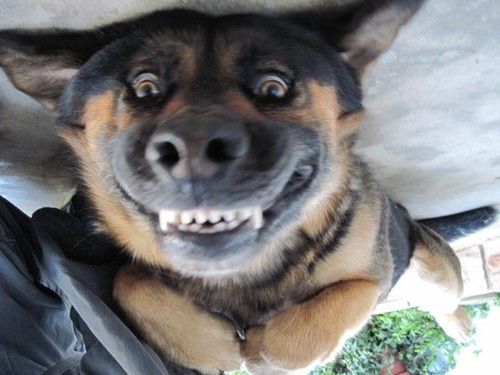 Smiling Dog Blank Meme Template