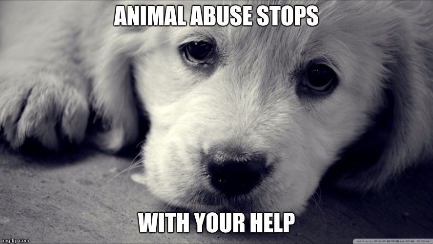Animals have feelings  | ANIMAL ABUSE STOPS; WITH YOUR HELP | image tagged in animals have feelings | made w/ Imgflip meme maker