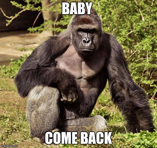 BABY; COME BACK | image tagged in harambe | made w/ Imgflip meme maker