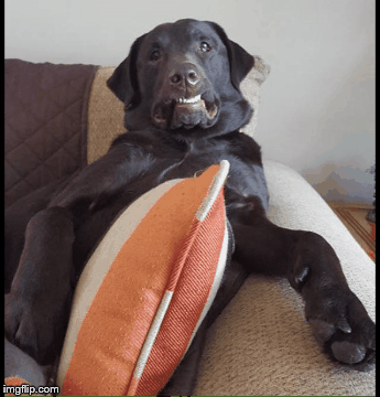Just chillin' | image tagged in gifs,funny dogs | made w/ Imgflip images-to-gif maker