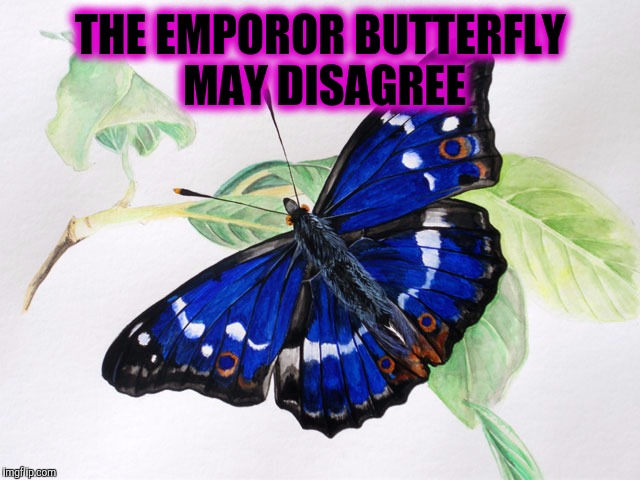 THE EMPOROR BUTTERFLY MAY DISAGREE | made w/ Imgflip meme maker