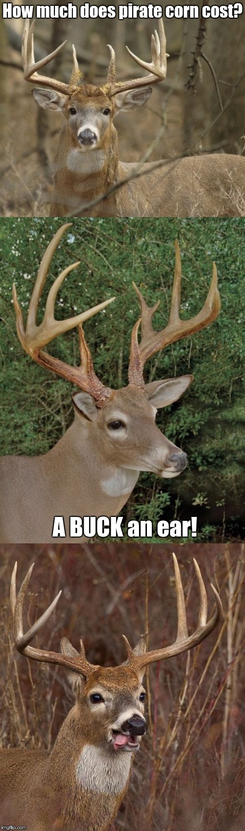 Bad Pun Buck | How much does pirate corn cost? A BUCK an ear! | image tagged in bad pun buck | made w/ Imgflip meme maker