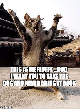 kung fu kitten | THIS IS ME FLUFFY ...GOD I WANT YOU TO TAKE THE DOG AND NEVER BRING IT BACK | image tagged in kung fu kitten | made w/ Imgflip meme maker