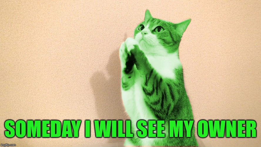 RayCat Pray | SOMEDAY I WILL SEE MY OWNER | image tagged in raycat pray | made w/ Imgflip meme maker