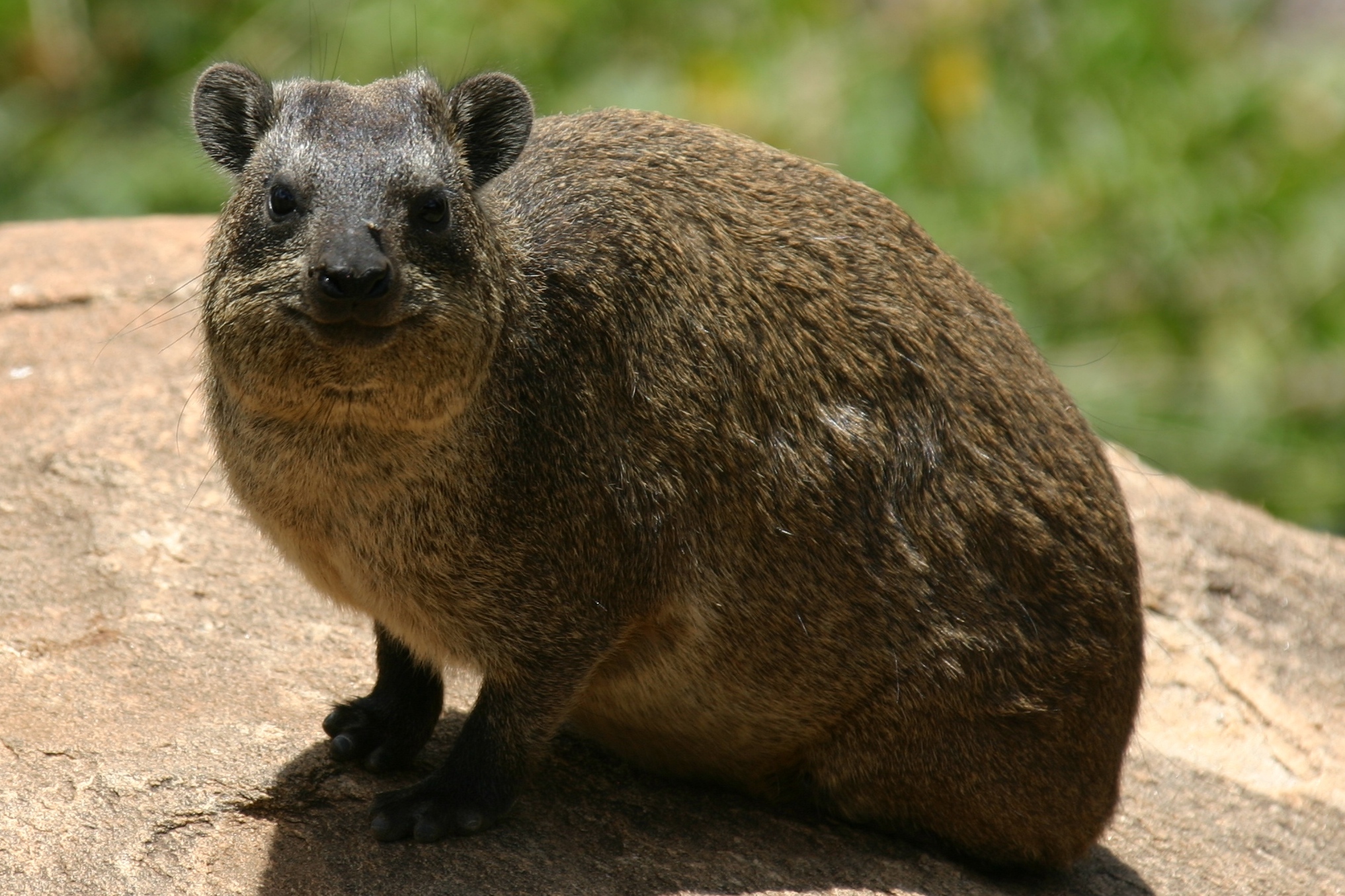 High Quality Smiling Hyrax Blank Meme Template