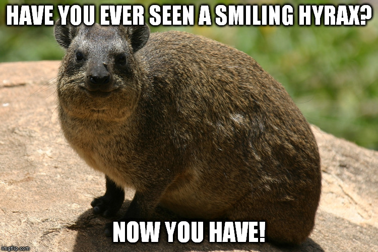 Smiling Hyrax | HAVE YOU EVER SEEN A SMILING HYRAX? NOW YOU HAVE! | image tagged in smiling hyrax | made w/ Imgflip meme maker