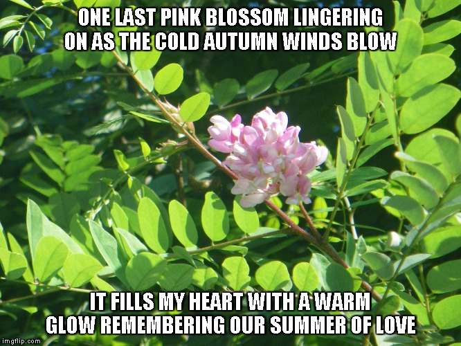 Summer of Love | ONE LAST PINK BLOSSOM LINGERING ON
AS THE COLD AUTUMN WINDS BLOW; IT FILLS MY HEART WITH A WARM GLOW
REMEMBERING OUR SUMMER OF LOVE | image tagged in summer,love,pink blossoms,autumn winds,hearts | made w/ Imgflip meme maker