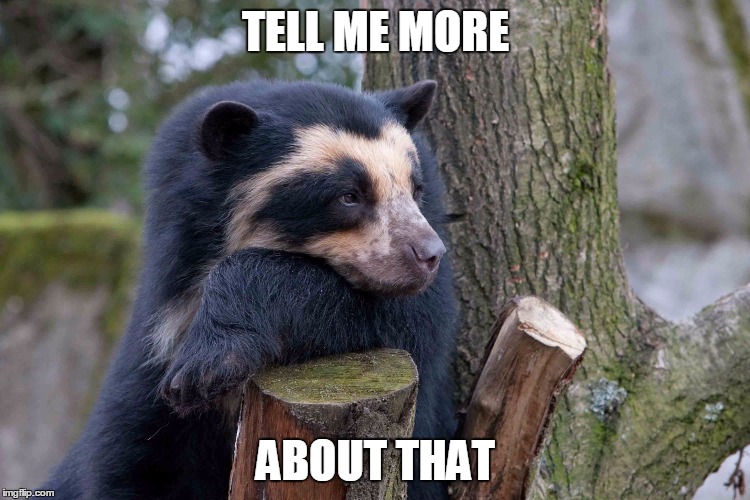 Interested Bear | TELL ME MORE; ABOUT THAT | image tagged in bear | made w/ Imgflip meme maker