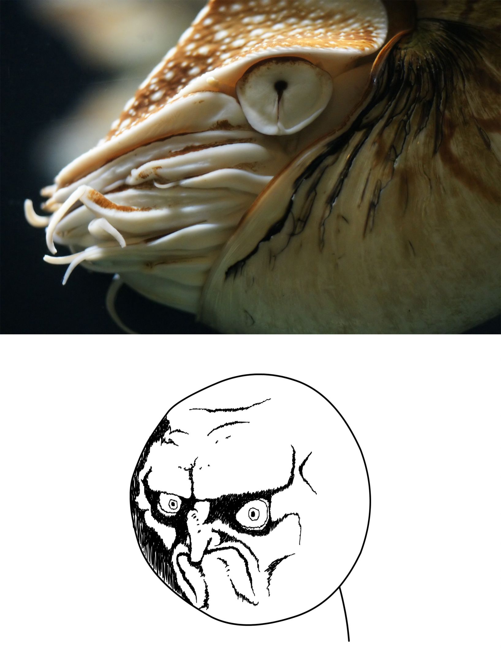 Nautilus Rage Face Blank Meme Template