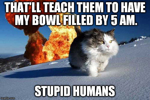 Action Hero Cat | THAT'LL TEACH THEM TO HAVE MY BOWL FILLED BY 5 AM. STUPID HUMANS | image tagged in action hero cat | made w/ Imgflip meme maker
