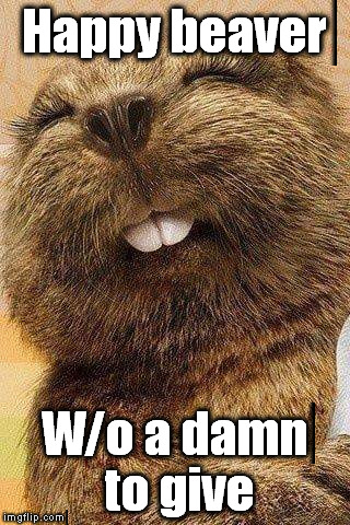 All work & no play makes Jack a dull boy.  Learn how to play. | Happy beaver; W/o a damn to give | image tagged in beavers | made w/ Imgflip meme maker