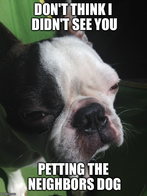 Boston terrier  | DON'T THINK I DIDN'T SEE YOU; PETTING THE NEIGHBORS DOG | image tagged in boston terrier | made w/ Imgflip meme maker