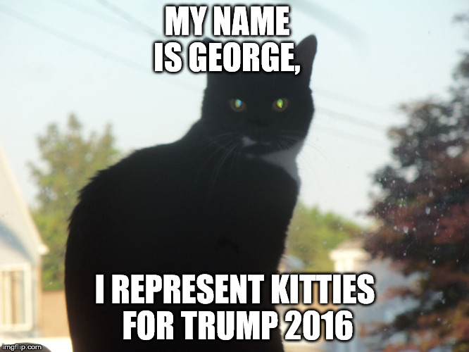 MY NAME IS GEORGE, I REPRESENT KITTIES FOR TRUMP 2016 | image tagged in kitties for trump | made w/ Imgflip meme maker