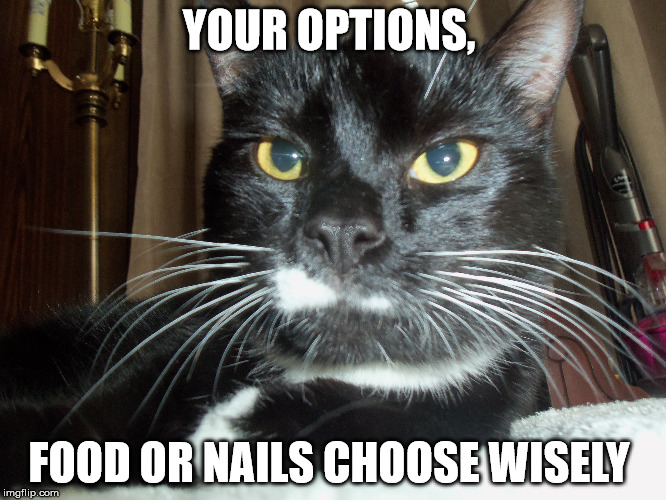 choose wisely  | YOUR OPTIONS, FOOD OR NAILS CHOOSE WISELY | image tagged in grumpy cat | made w/ Imgflip meme maker