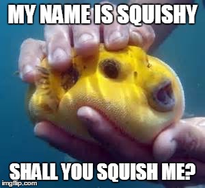 MY NAME IS SQUISHY; SHALL YOU SQUISH ME? | image tagged in squishy | made w/ Imgflip meme maker