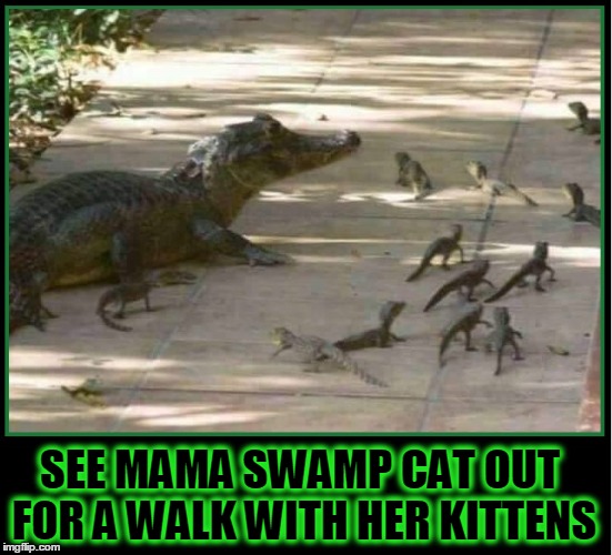 Mama Swamp Cat & KIttens | SEE MAMA SWAMP CAT OUT FOR A WALK WITH HER KITTENS | image tagged in mother alligator,baby alligators,vince vance | made w/ Imgflip meme maker