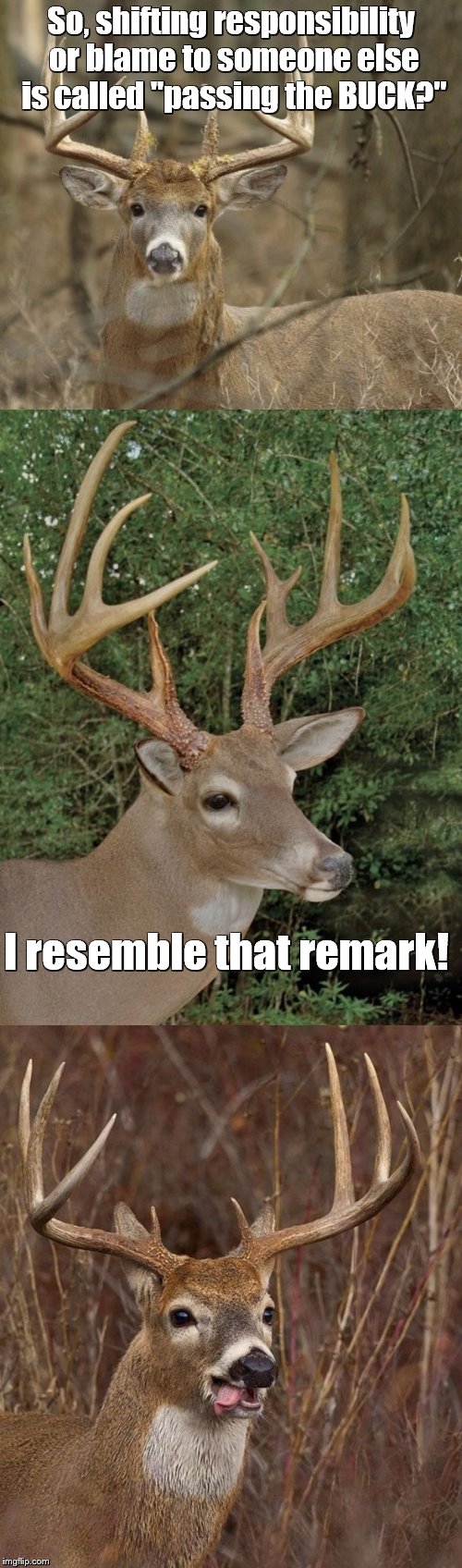 Bad Pun Buck | So, shifting responsibility or blame to someone else is called "passing the BUCK?"; I resemble that remark! | image tagged in bad pun buck | made w/ Imgflip meme maker
