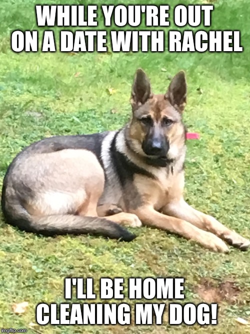 Bandit | WHILE YOU'RE OUT ON A DATE WITH RACHEL; I'LL BE HOME CLEANING MY DOG! | image tagged in dating | made w/ Imgflip meme maker