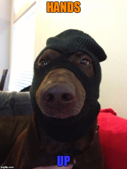 dog robber | HANDS; UP | image tagged in dog robber | made w/ Imgflip meme maker