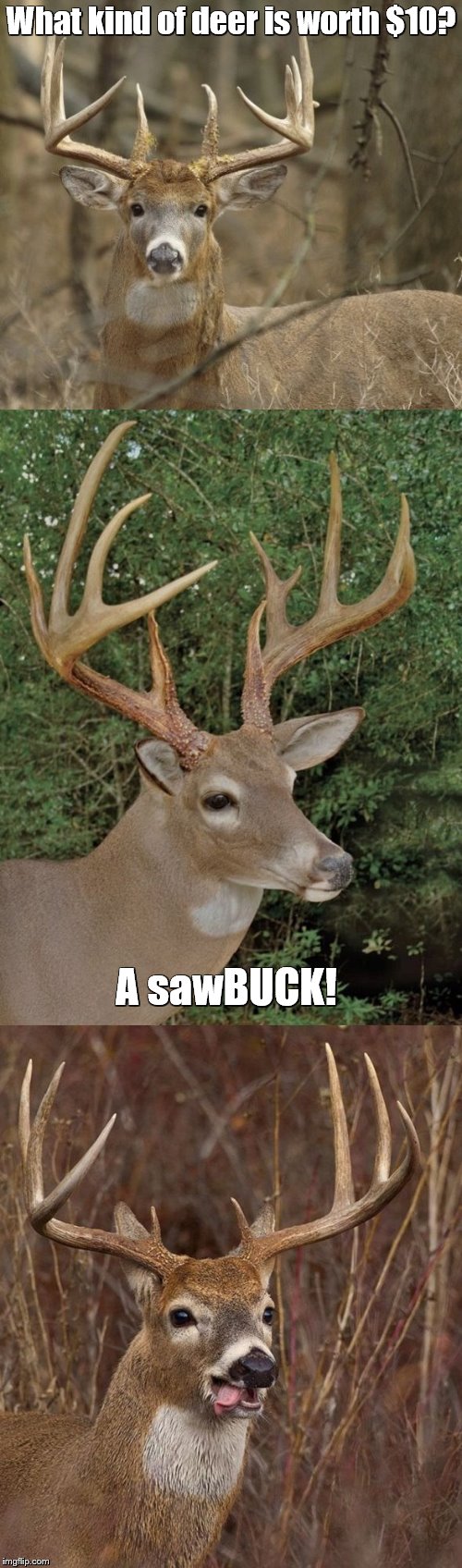 Bad Pun Buck | What kind of deer is worth $10? A sawBUCK! | image tagged in bad pun buck | made w/ Imgflip meme maker