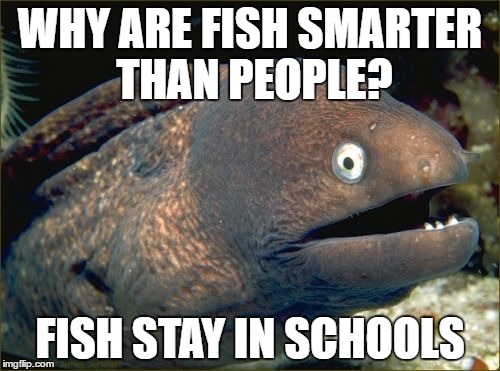 Bad Joke Eel Meme | WHY ARE FISH SMARTER THAN PEOPLE? FISH STAY IN SCHOOLS | image tagged in memes,bad joke eel | made w/ Imgflip meme maker