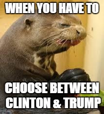 Disgusted Otter |  WHEN YOU HAVE TO; CHOOSE BETWEEN CLINTON & TRUMP | image tagged in disgusted otter | made w/ Imgflip meme maker