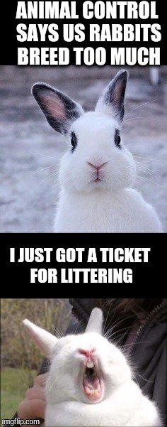 What's up Doc.?  | ANIMAL CONTROL SAYS US RABBITS BREED TOO MUCH; I JUST GOT A TICKET FOR LITTERING | image tagged in rabbit,bad pun | made w/ Imgflip meme maker
