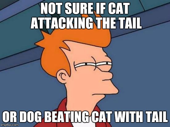 Futurama Fry Meme | NOT SURE IF CAT ATTACKING THE TAIL OR DOG BEATING CAT WITH TAIL | image tagged in memes,futurama fry | made w/ Imgflip meme maker