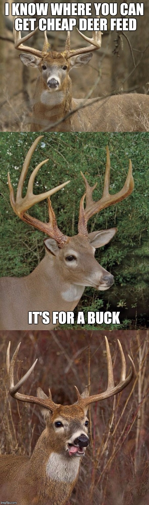 Oh! Deer! | I KNOW WHERE YOU CAN GET CHEAP DEER FEED; IT'S FOR A BUCK | image tagged in bad pun buck,funny memes | made w/ Imgflip meme maker