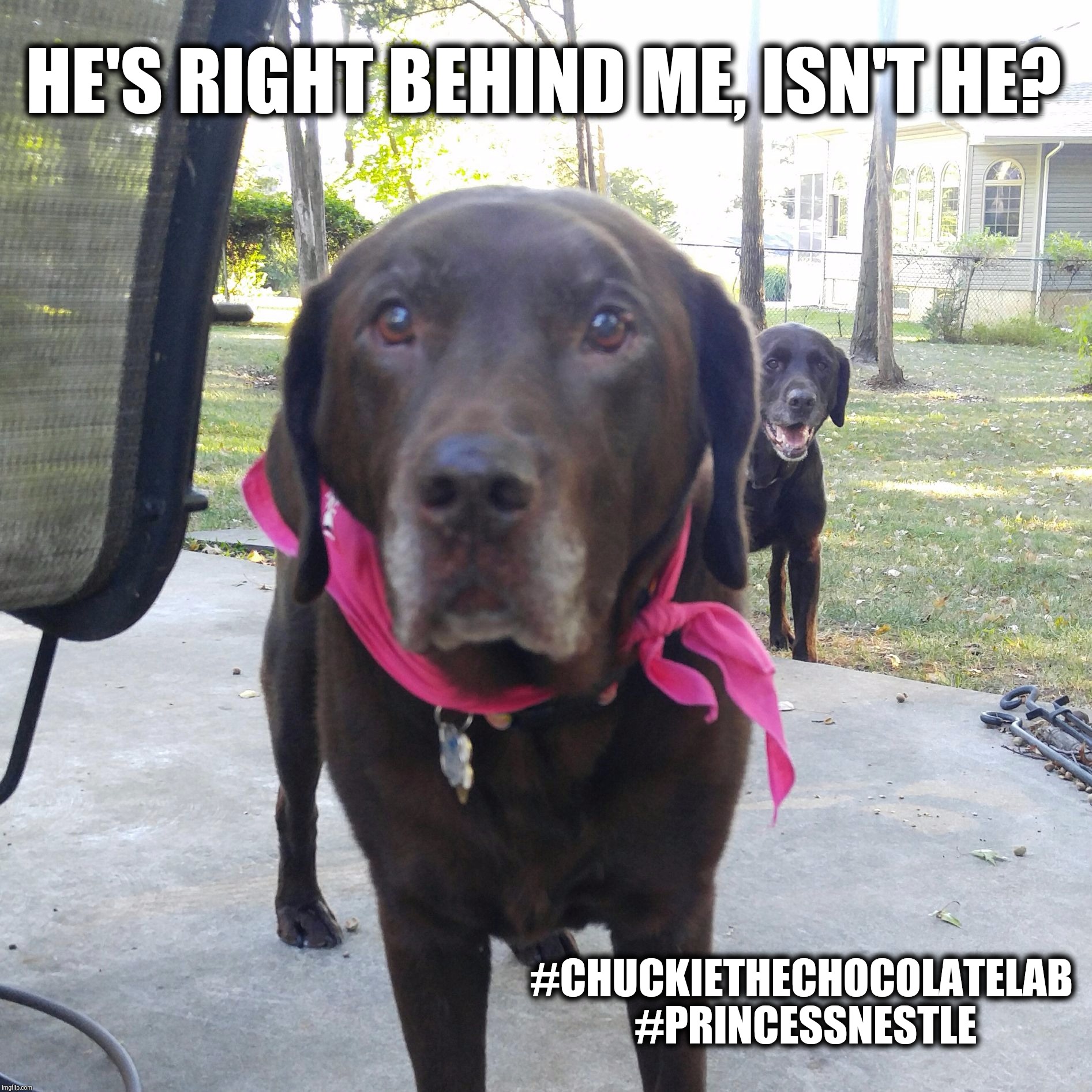 He's right behind me, isn't he?  | HE'S RIGHT BEHIND ME, ISN'T HE? #CHUCKIETHECHOCOLATELAB 
#PRINCESSNESTLE | image tagged in nestle the chocolate lab,chuckie the chocolate lab,funny,dog memes,labrador,creeper | made w/ Imgflip meme maker