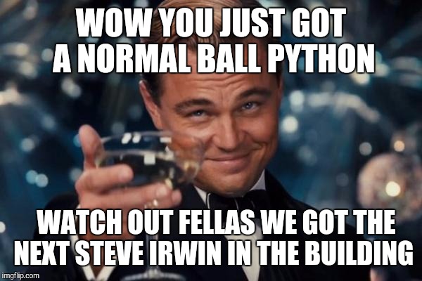 Leonardo Dicaprio Cheers Meme | WOW YOU JUST GOT A NORMAL BALL PYTHON; WATCH OUT FELLAS WE GOT THE NEXT STEVE IRWIN IN THE BUILDING | image tagged in memes,leonardo dicaprio cheers | made w/ Imgflip meme maker