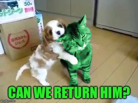 RayCat's new friend | CAN WE RETURN HIM? | image tagged in dog biting raycat ear,memes | made w/ Imgflip meme maker