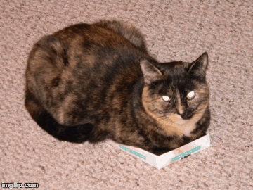 Told you I could fit! | image tagged in gifs,diet,fat,cat | made w/ Imgflip images-to-gif maker