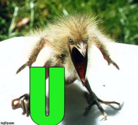 Unpleasant Bird | U | image tagged in unpleasant bird | made w/ Imgflip meme maker