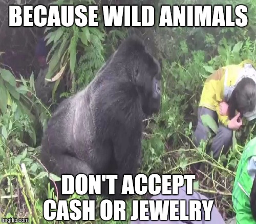 BECAUSE WILD ANIMALS DON'T ACCEPT CASH OR JEWELRY | made w/ Imgflip meme maker