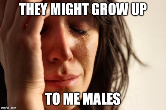 First World Problems Meme | THEY MIGHT GROW UP TO ME MALES | image tagged in memes,first world problems | made w/ Imgflip meme maker