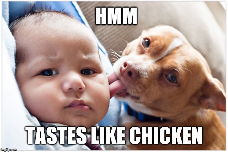 HMM; TASTES LIKE CHICKEN | image tagged in baby,dog,tasty | made w/ Imgflip meme maker