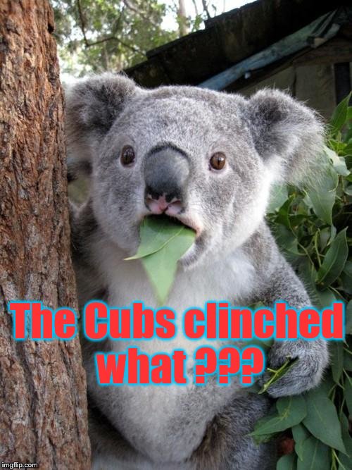 Surprised Koala | The Cubs clinched what ??? | image tagged in memes,surprised koala | made w/ Imgflip meme maker