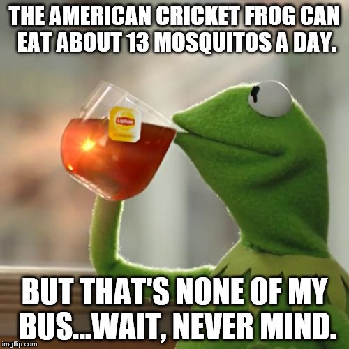 The business I'm in. | THE AMERICAN CRICKET FROG CAN EAT ABOUT 13 MOSQUITOS A DAY. BUT THAT'S NONE OF MY BUS...WAIT, NEVER MIND. | image tagged in memes,but thats none of my business,kermit the frog | made w/ Imgflip meme maker