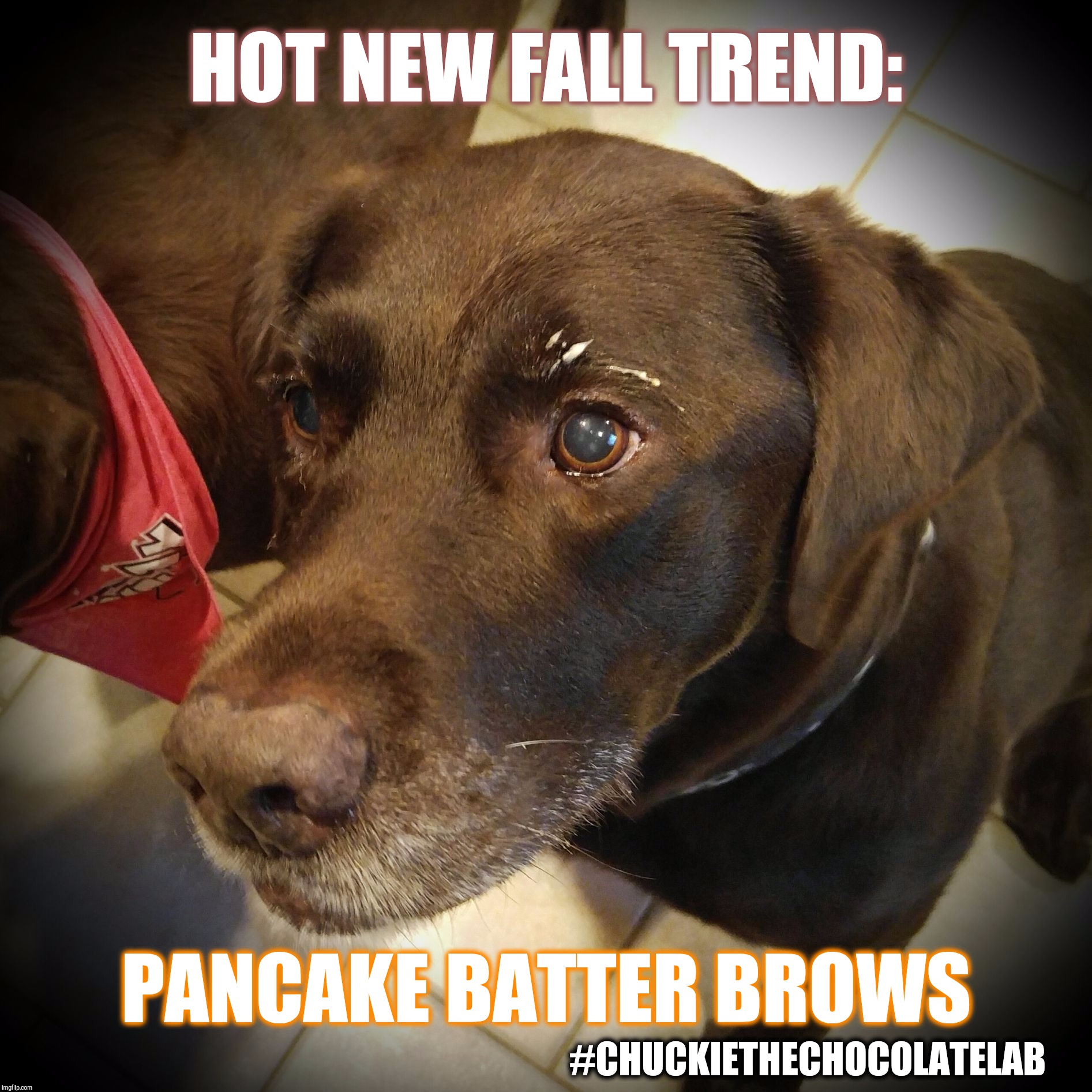 Fall trends  | HOT NEW FALL TREND:; PANCAKE BATTER BROWS; #CHUCKIETHECHOCOLATELAB | image tagged in chuckie the chocolate lab,fall trends,fall,funny,dog,pancakes | made w/ Imgflip meme maker