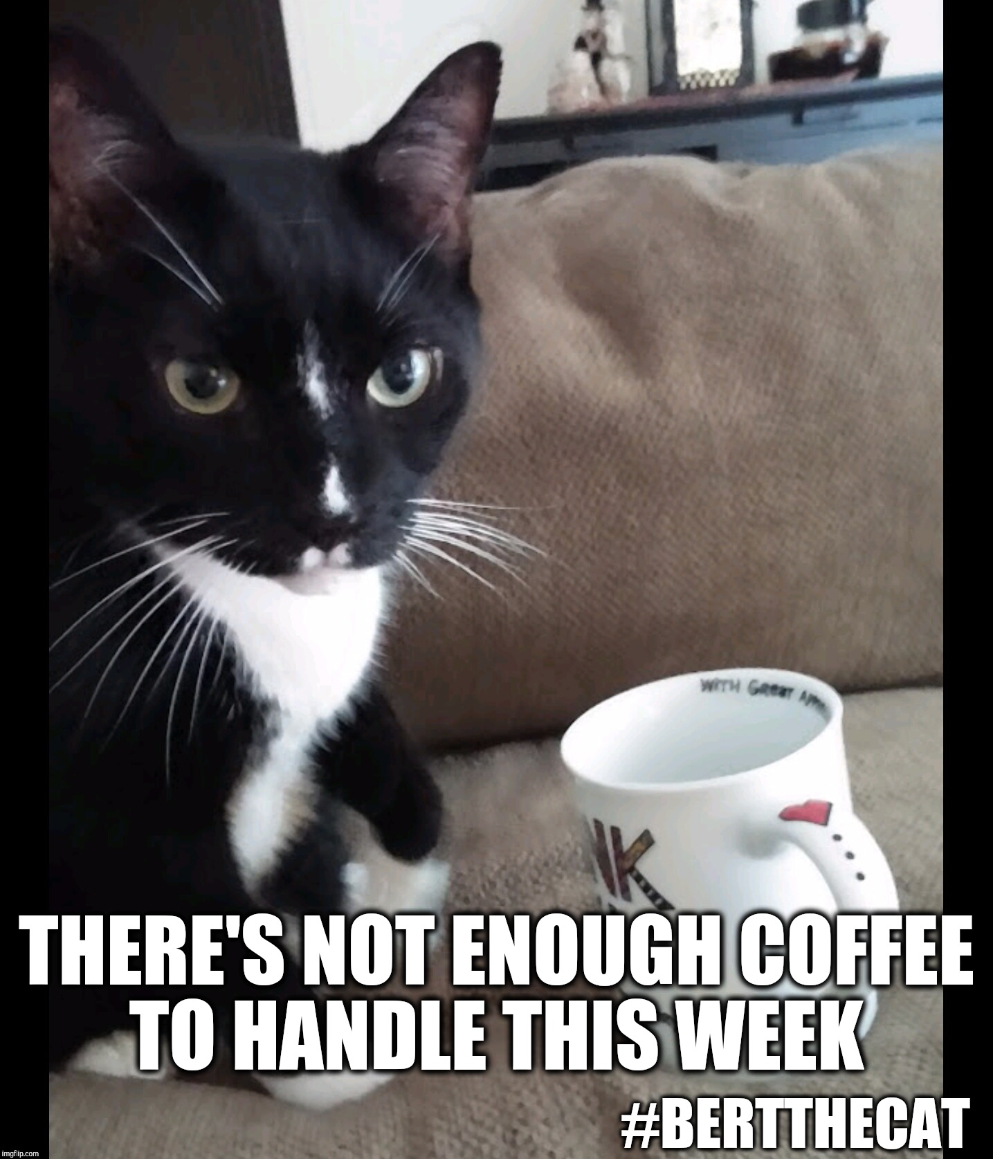 There's not enough coffee to handle this week  |  THERE'S NOT ENOUGH COFFEE TO HANDLE THIS WEEK; #BERTTHECAT | image tagged in bert the cat,not enough coffee,coffee,cat memes,funny cats,funny | made w/ Imgflip meme maker