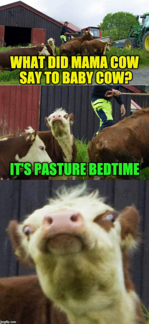 Bad pun cow  | WHAT DID MAMA COW SAY TO BABY COW? IT'S PASTURE BEDTIME | image tagged in bad pun cow,jokes,cows,laughs,funny meme,pasture | made w/ Imgflip meme maker