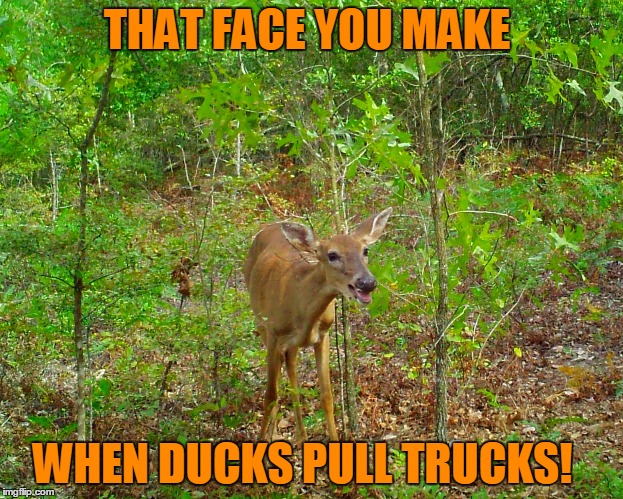 THAT FACE YOU MAKE; WHEN DUCKS PULL TRUCKS! | image tagged in ducks pull trucks | made w/ Imgflip meme maker